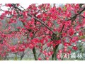 成都合格的貼梗海棠提供商