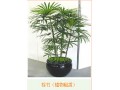 辦公室風(fēng)水植物大全,植物風(fēng)水知識(shí)介紹-成都花卉租賃